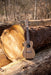 Timber Series Concert Ukulele - Natural Zebrawood Acoustic-Electric with Gig Bag - Timber Series Ukulele